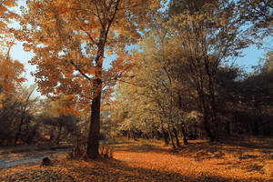 autumn in almaty 1