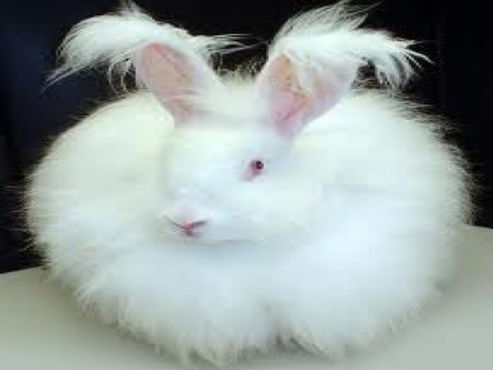 Angora rabbit