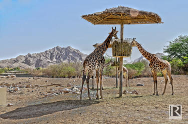 Giraffes feeding