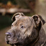 Pit Bull Stock 1