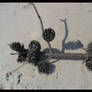 Pinecones on the beach