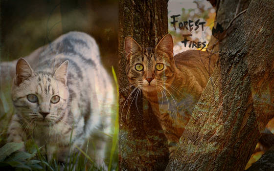 Explore the Best Forest_fires Art | DeviantArt