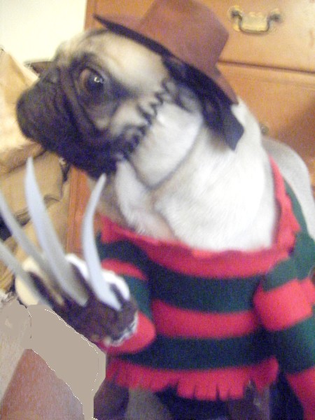 Dog's Freddy Krueger Costume