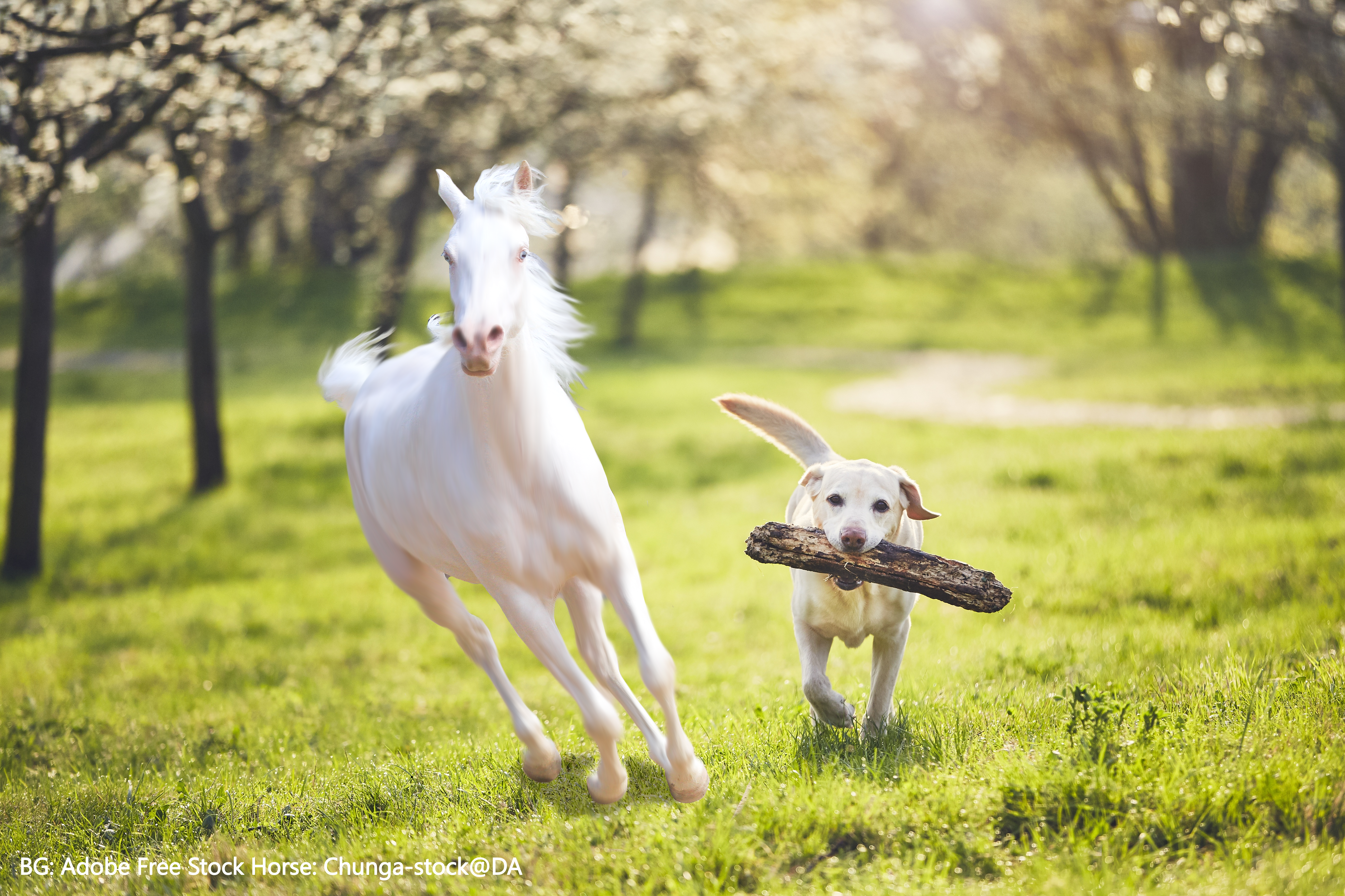 Spring Dog + Horse