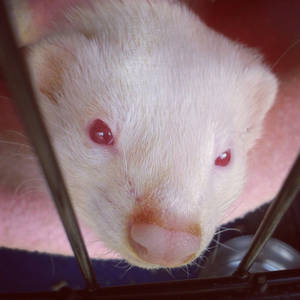 Sleepy Ferret