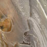 Ice 7