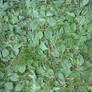 Plants 1 + grass