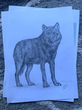 Wolf Sketch