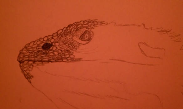 Bearded Dragon WIP