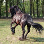 friesian rear