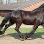 trotting friesian