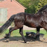 trotting friesian 2