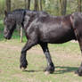 walking friesian