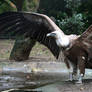 Vulture 1