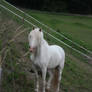 Gray Welsh Pony 1