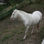 Gray Welsh Pony 3
