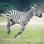 Zebra