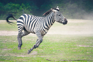 Zebra