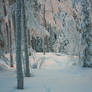 Snowy forest 7