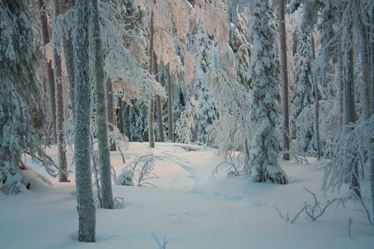 Snowy forest 7