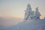 Frozen trees by Esveeka-Stock
