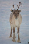 Reindeer by Esveeka-Stock