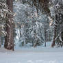 Snowy forest 6