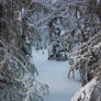 Snowy forest 5
