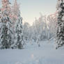 Snowy forest 2