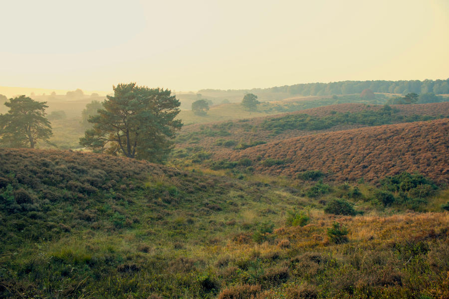 Veluwe 9