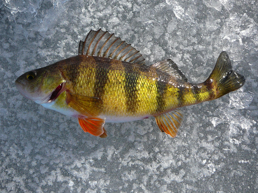 Yellow Perch - Ice Fishing by LeccathuFurvicael on DeviantArt