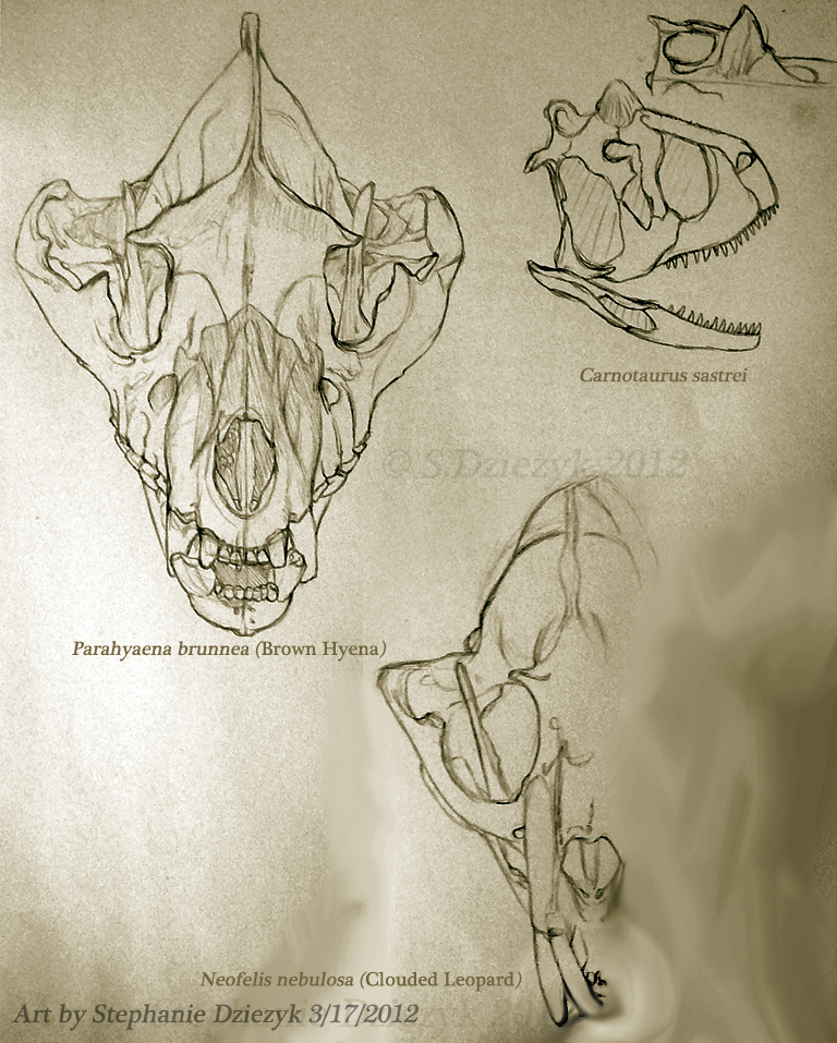 Observe challnge 2 - Skulls