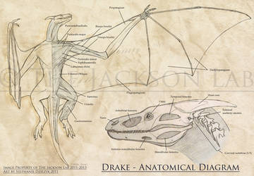 Surficial Muscular and Skull Anatomy of the Drake