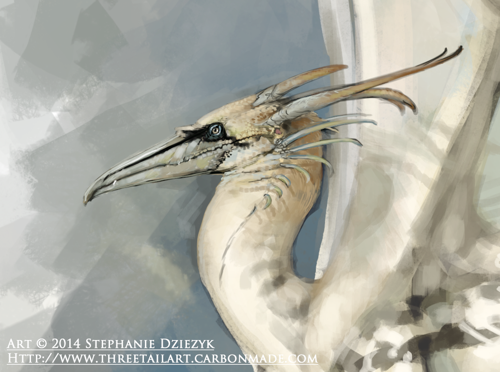 Northern Gannet Dragon - Closeup