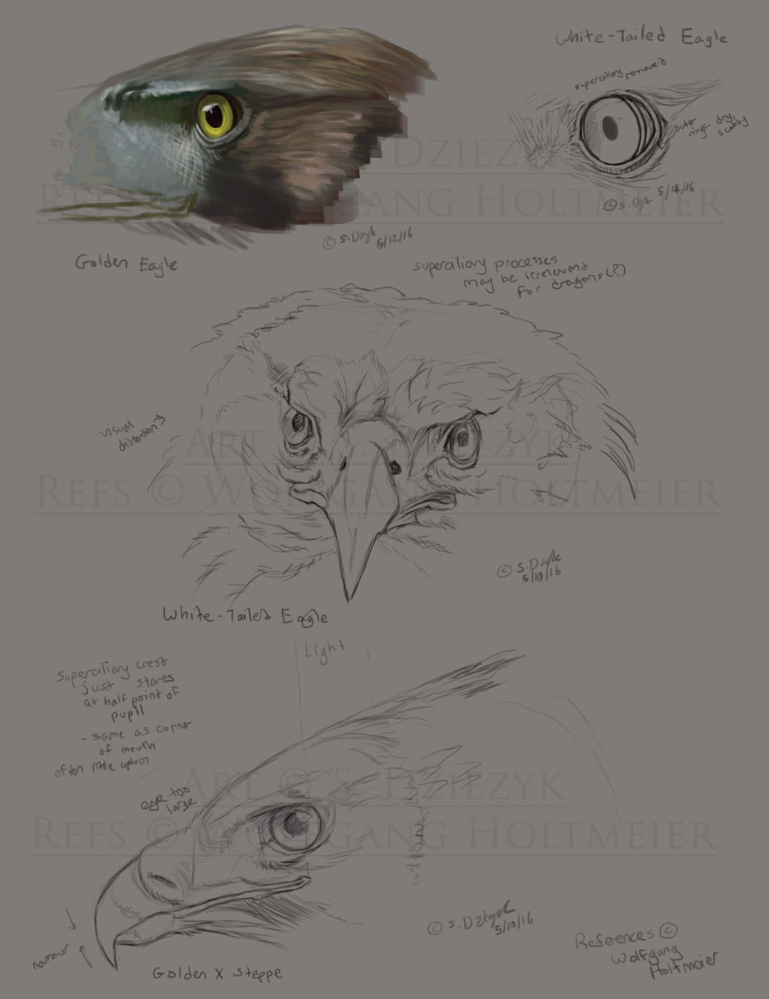 Eagle Studies 1