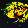 Colorful Tree Frog