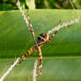 Mature Agriope Spider