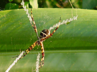 Mature Agriope Spider