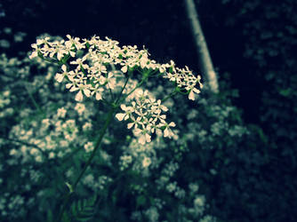 white flowers