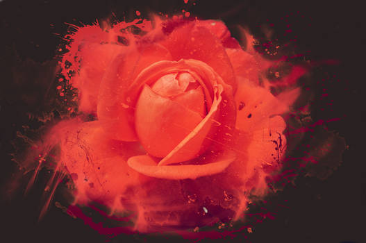 Rose explosion