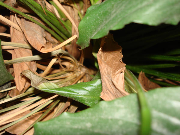 Leaves 2