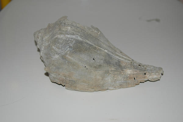 Shell 1