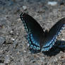 Butterfly 24