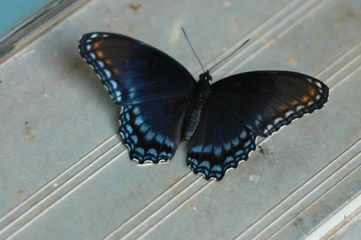 Butterfly 26