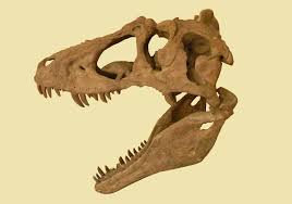 Lythronax Tooth Lythronax by cisiopurple on DeviantArt