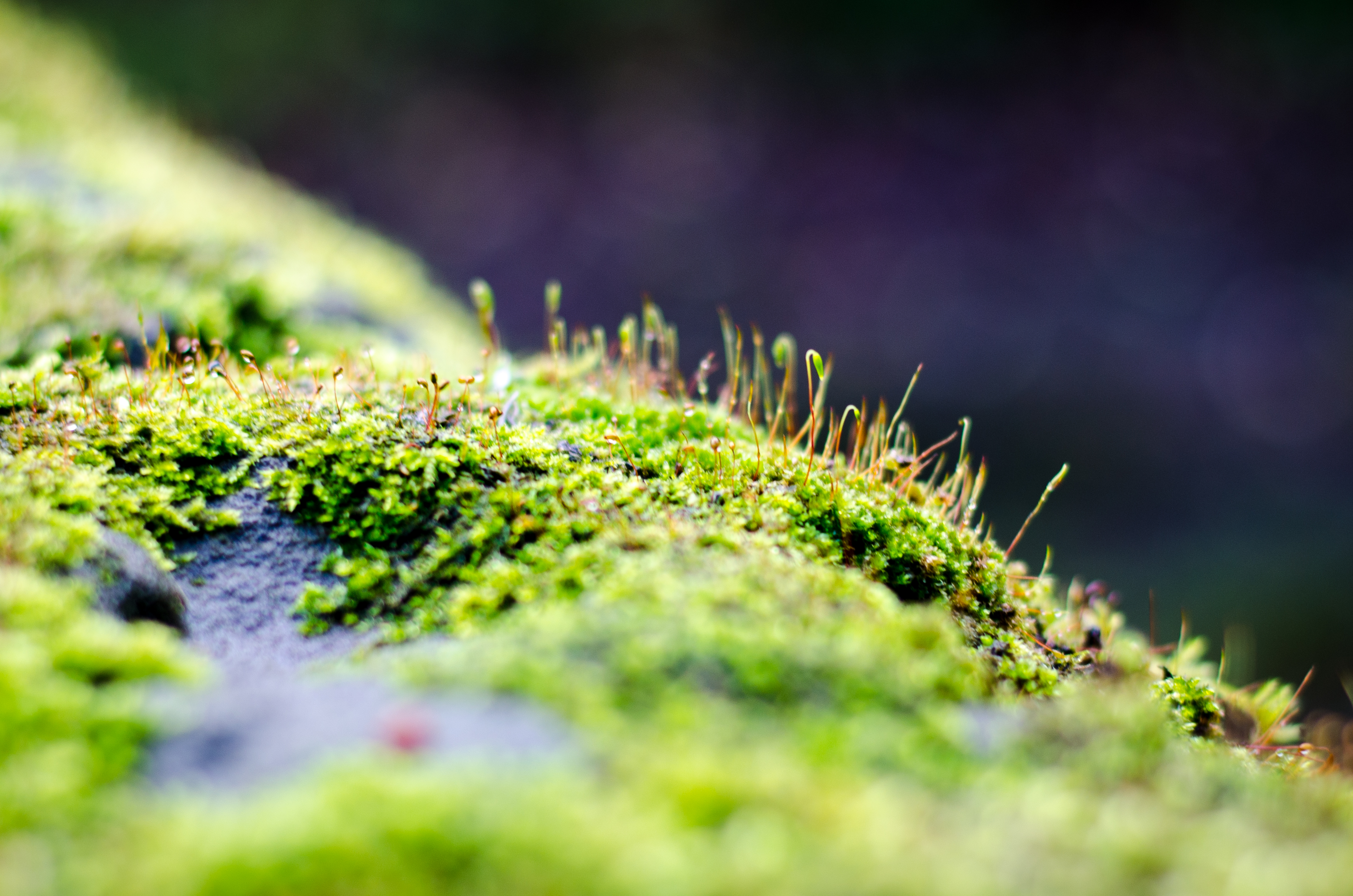 Moss on a bridge