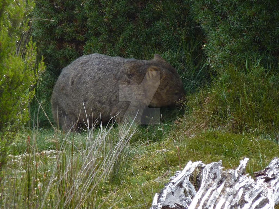 Wombat - Tasmania