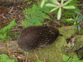 Echidna