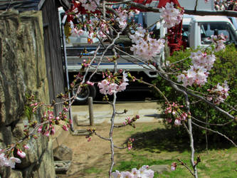 Cherry Branches