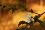 Spring in Autumn by ziddarri